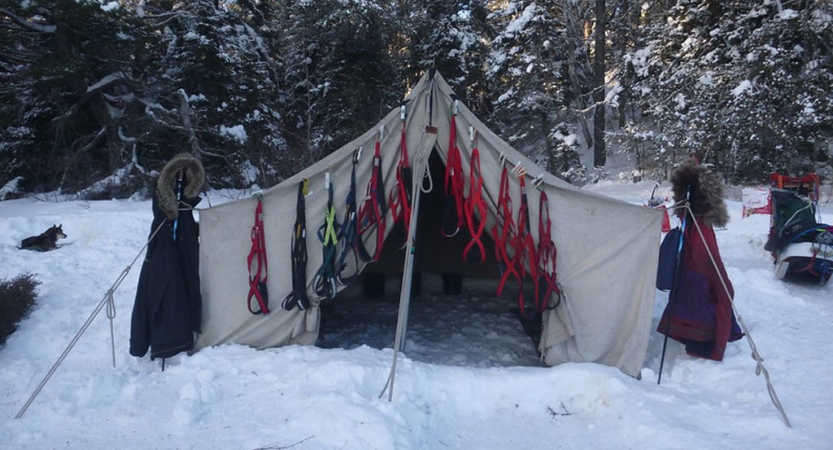 A tent rests in the snow, with dog sledding harnesses hung along the front. 